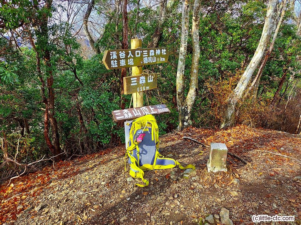 13 福井県産 天然山採り イロハモミジ 23 福井県産 天然山採り ヤマモミジ